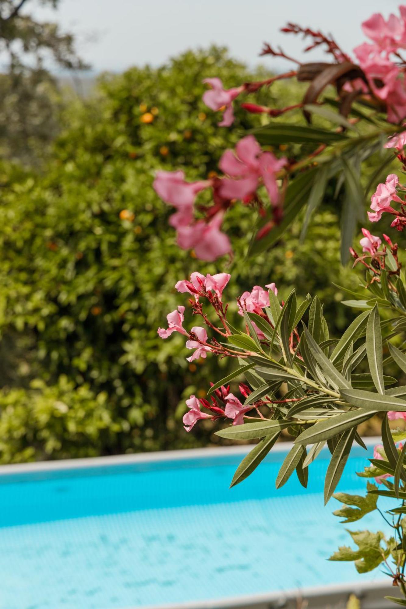 Casa Rural En Candeleda Con Piscina Y Un Maravilloso Jardin Exterior photo